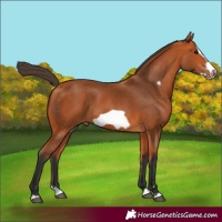Horse Color:Bay Splash Frame