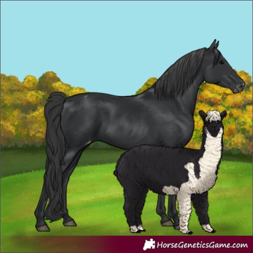 Horse Color:Black Appaloosa