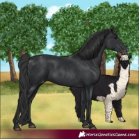 Horse Color:Black Varnish