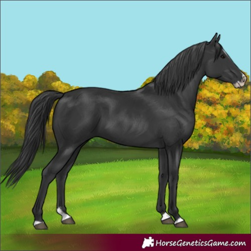Horse Color:Black Splash Frame 