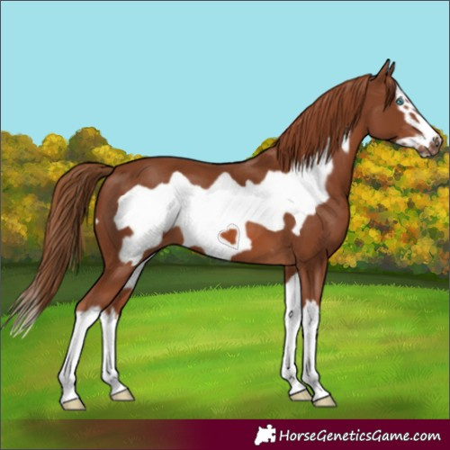 Horse Color:Chestnut Splash Frame 