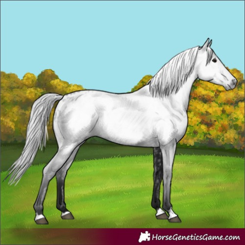 Horse Color:Gray Black Appaloosa 