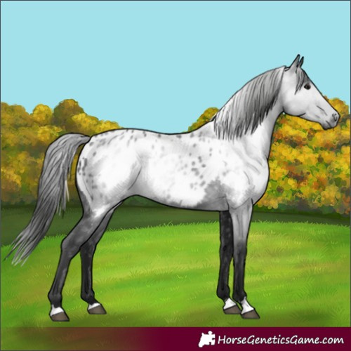 Horse Color:Gray Black Appaloosa 