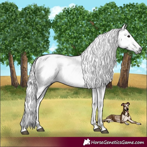 Horse Color:Gray Black Near Leopard 