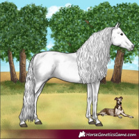 Horse Color:Gray Black Near Leopard 
