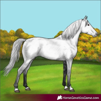 Horse Color:Gray Black Appaloosa