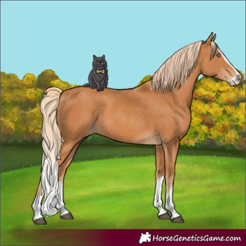Horse Color:Chestnut Splash Frame 