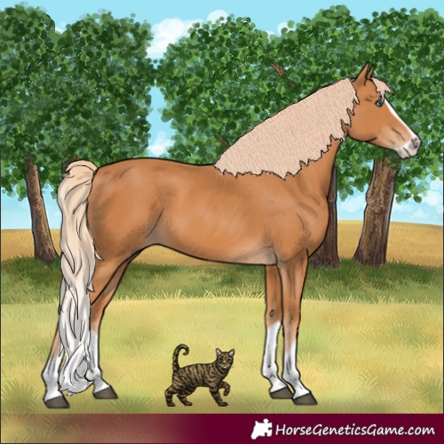 Horse Color:Chestnut Splash Frame 