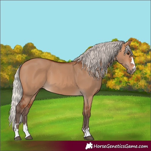 Horse Color:Silver Bay Dun 