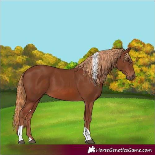 Horse Color:Chestnut Tobiano Rabicano 