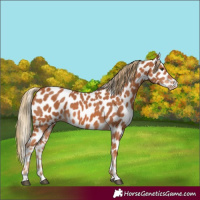 Horse Color:Chestnut Appaloosa