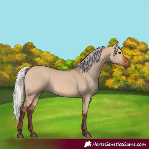 Horse Color:Silver Bay Dun 