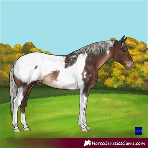 Horse Color:Silver Brown Tobiano Snowcap Rabicano