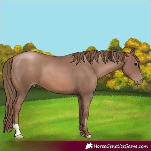 Horse Color:Black Pearl 