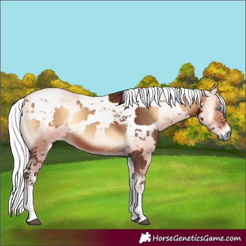 Horse Color:Bay Onyx Harlequin Merle Tobiano 