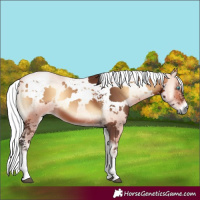 Horse Color:Bay Onyx Harlequin Merle Tobiano 