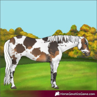 Horse Color:Buckskin Harlequin Merle Tobiano Rabicano