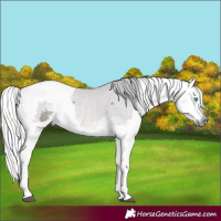 Horse Color:Platinum Buckskin Dun Merle Rabicano