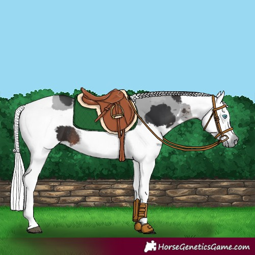 Horse Color:Brown Merle Rabicano 