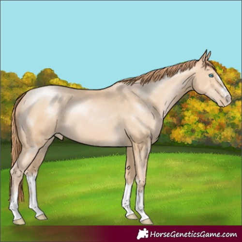 Horse Color:Buckskin Pearl 