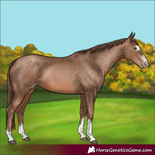 Horse Color:Brown Pearl 