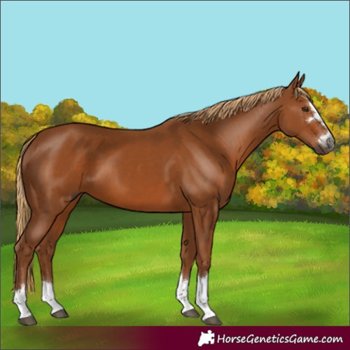 Horse Color:Gray Chestnut 