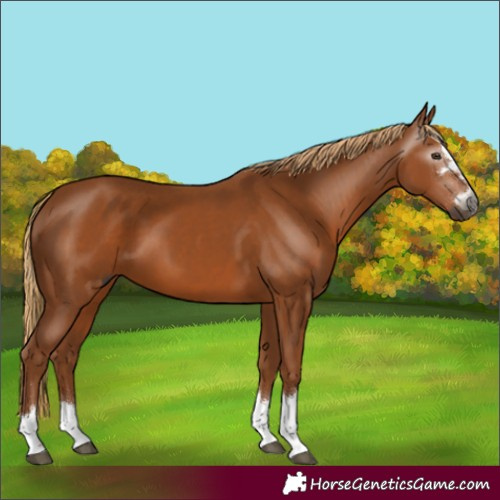 Horse Color:Gray Chestnut