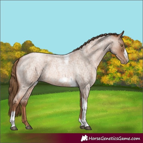 Horse Color:Liver Red Roan Pearl Tobiano Frame 
