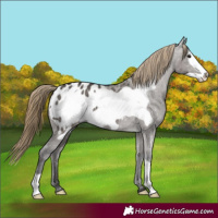 Horse Color:Smoky Grullo Frame Appaloosa 
