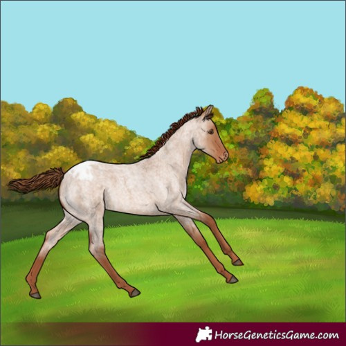 Horse Color:Red Dun Roan Varnish 