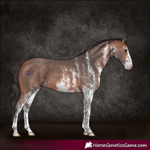 Horse Color:White Spotted Bay 