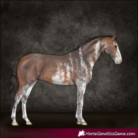 Horse Color:White Spotted Bay 