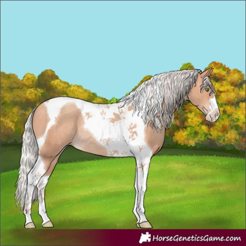 Horse Color:Silver Amber Champagne Tobiano Rabicano 