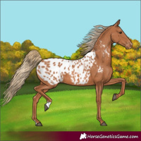 Horse Color:Chestnut Appaloosa