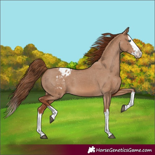 Horse Color:Red Dun Splash Appaloosa