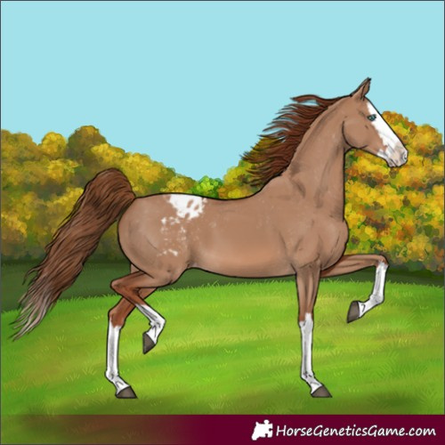 Horse Color:Red Dun Splash Varnish 