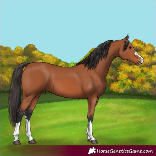 Horse Color:Bay 