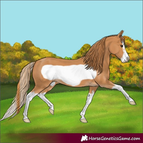 Horse Color:Chestnut Splash Frame 