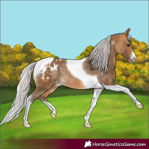 Horse Color:Silver Buckskin Tobiano Appaloosa Rabicano