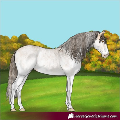 Horse Color:White Spotted Buckskin Appaloosa 