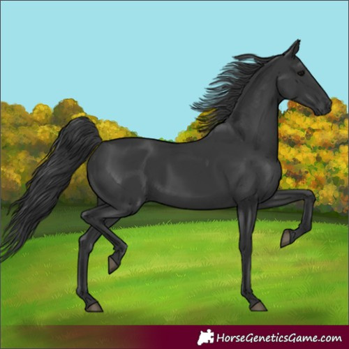 Horse Color:Black Rabicano 