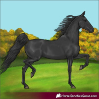 Horse Color:Black Rabicano
