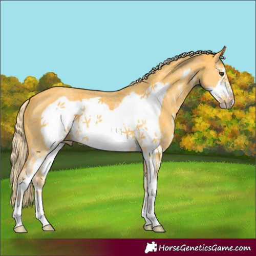 Horse Color:Palomino Sabino Frame 