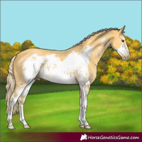 Horse Color:Palomino Sabino Frame