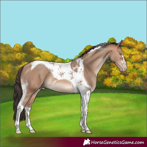 Horse Color:Amber Champagne Tobiano 