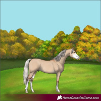 Horse Color:Silver Bay Dun Sabino Rabicano 
