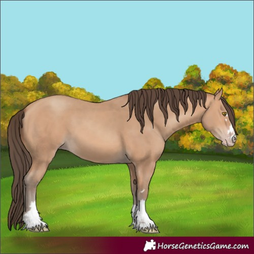 Horse Color:Amber Champagne 