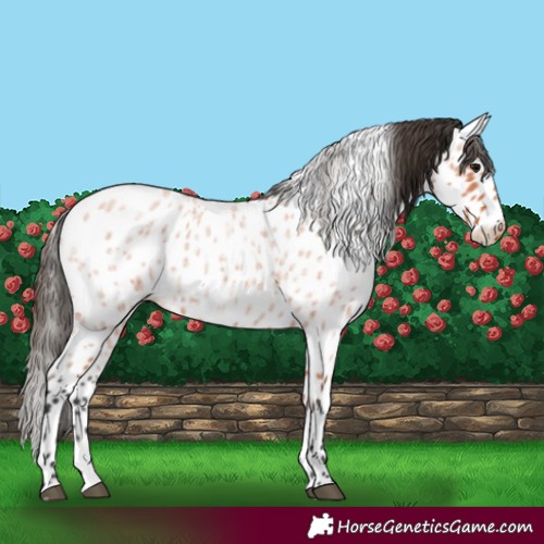 Horse Color:Bay Roan Leopard