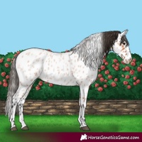 Horse Color:Bay Roan Leopard