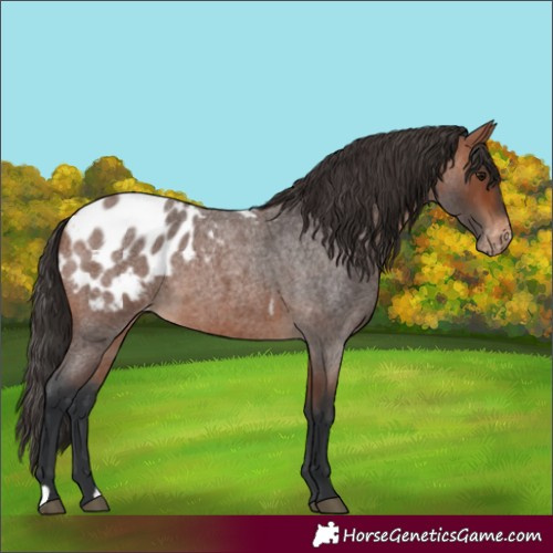 Horse Color:Bay Roan Appaloosa 